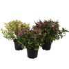 Hebe Addenda® MIX 18-30 cm