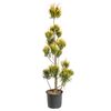 Cyprysik Lawsona 'Ivonne' PONPON 120 - 140 cm