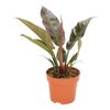 Filodendron 50 cm