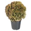 Żywotnik zachodni 'Danica' 25 - 30 cm