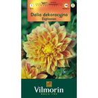 Dalia dekoracyjna EXPLOSION 1szt. VILMORIN