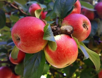 Jabłoń we własnym ogrodzie – jakie drzewa sprawdzą się najlepiej?