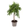 Figowiec MIX 65 cm