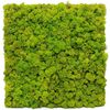 Obraz z mchu 26 x 26 cm chrobotek reniferowy jasnozielony