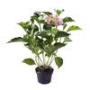 Hortensja ogrodowa MIX 25 cm