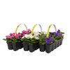 Petunia MIX 10 - 15 cm
