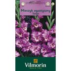 Mieczyk TANGO 7szt. VILMORIN
