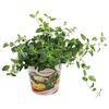 Oregano 25 - 35 cm