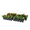 Begonia MIX 10-15 cm 10-pak