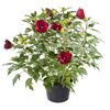 Ketmia ogrodowa Summerific™ 90 cm
