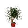 Nolina 100 cm