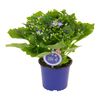 Cyneraria Senetti MoreLIPS® MIX 25 cm