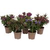 Hebe Addenda® MIX 25 - 30 cm