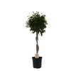 Figowiec Benjamiński 'Exotica' (forma pienna) 140 cm