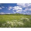 Fototapeta MEADOW 368 x 254 cm KOMAR