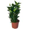 Lilia Orientalna MIX 45 - 50 cm