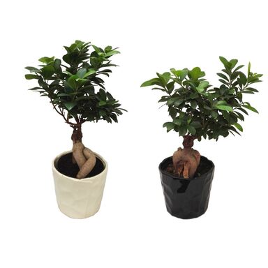  Bonsai  Ficus Ginseng MIX 40 cm Kwiaty doniczkowe w 