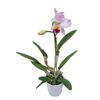 Storczyk Katleja wielkokwiatowa MIX 45 cm