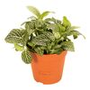 Fitonia 20 cm