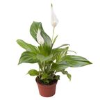 Skrzydłokwiat Spathiphyllum Pearl Cupido 15cm