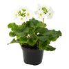 Pierwiosnek kubkowaty biały 28 cm Primula