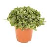 Fitonia Verschaffeltii 25 cm