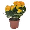 Begonia zimowa MIX 25 cm