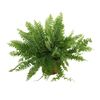 Nefrolepis 'Boston' 50 cm
