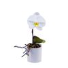 Storczyk Falenopsis Singolo 1 pęd 20 - 30 cm