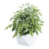 Rośliny zielone w osłonce ceramicznej MIX 30 cm
