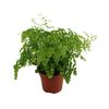 Adiantum klinowate 'Fragrans' 30 cm