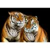 Fototapeta TIGERS 104 x 152 cm