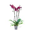 Storczyk Falenopsis 3 pędy MIX 60 - 70 cm