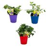 Krzewy owocowe MIX 40 - 60 cm TWOJA PLANTACJA