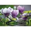 Fototapeta MAGNOLIE 70.5 x 104 cm
