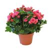 Begonia zimowa MIX 35 cm
