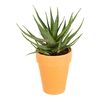 Aloes drzewiasty 50 cm w osłonce glinianej