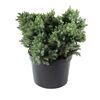 Jałowiec łuskowaty 'Blue Star' 20 - 30 cm