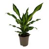 Dracena Fragrans Burley 60 cm