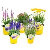 Byliny miododajne 28-40 cm MIX BEE HAPPY