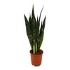 Sansevieria Black Coral 70 cm