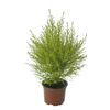 Cyprysik 'Goldcrest Wilma' 35 cm