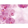 Fototapeta ORCHIDS 152 x 104 cm