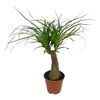 Nolina 60 cm