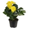 Roślina ozdobna MIX Begonia zimowa 22 cm NO NAME