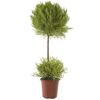 Cyprysik 'Goldcrest Wilma' DUO 100 cm