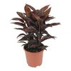 Kordylina 'Mambo' 60 cm