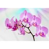 Fototapeta ORCHID 368 x 254 cm