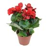 Begonia zimowa czerwona 32 cm