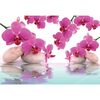 Fototapeta ORCHID ZEN 219 x 312 cm